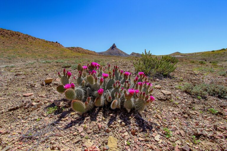 Image of succulents blooming in the desert with pink flowers on a prickly pear cactus. the sky is blue above.