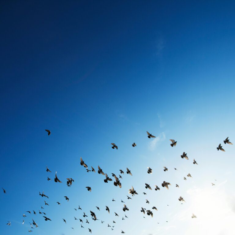 birds flying free in a blue sky, unhindered