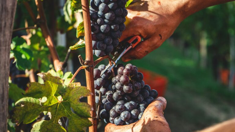 Hands holding pruning sheers, pruning grapes on a vine. The grapes are purple.