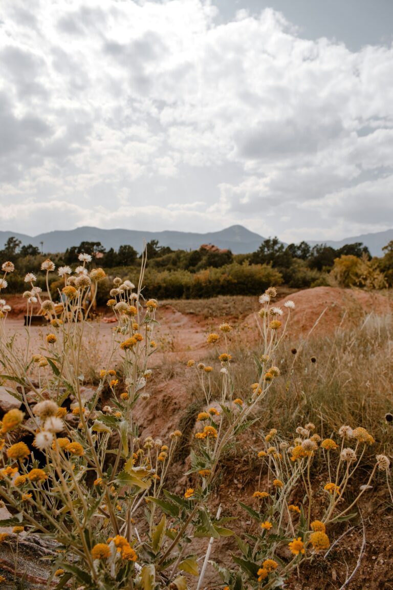 A field of wildflowers with a gloomy sky