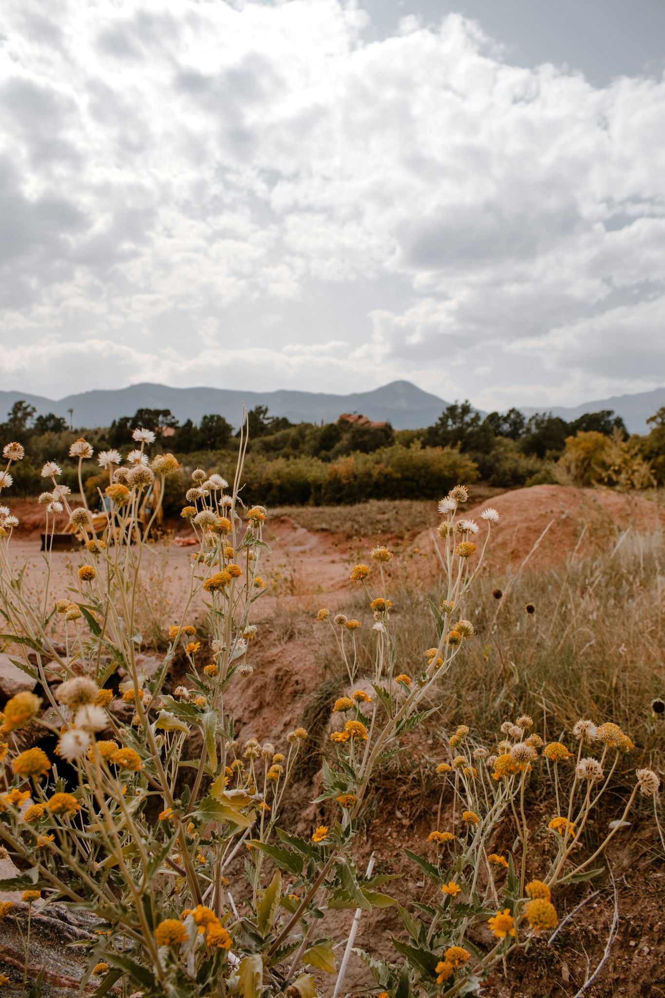 A field of wildflowers with a gloomy sky