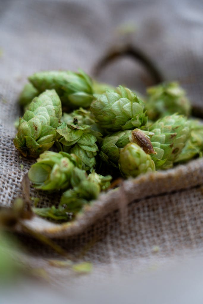 A close-up view of fresh green hops cones on burlap, ideal for brewing or botanical concepts.